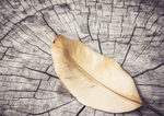 Herbst