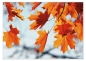 Preview: Tischset Platzset abwaschbar AutumnLeaves von ARTIPICS Kunststoff 42x30 cm