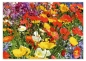 Preview: Tischset Platzset abwaschbar Blumenwiese von ARTIPICS Kunststoff 42x30 cm