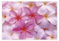 Preview: Tischset Platzset abwaschbar Frangipani von ARTIPICS Kunststoff 42x30 cm