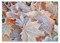 Preview: Tischset Platzset abwaschbar Frostblätter Herbst Winter von ARTIPICS Kunststoff 42x30 cm