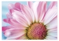 Preview: Tischset Platzset abwaschbar White Daisies von ARTIPICS Kunststoff 42 x 30 cm