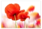 Preview: Tischset Platzset abwaschbar Klatschmohn von ARTIPICS Kunststoff 42x30 cm