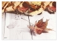 Preview: Tischset Platzset abwaschbar Lost Leaves 1 von ARTIPICS Kunststoff 42x30 cm