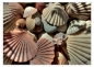 Preview: Tischset abwaschbar Muscheln von ARTIPICS Platzset Kunststoff 42x30 cm