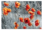 Mobile Preview: Tischset Platzset abwaschbar Red Poppies von ARTIPICS Kunststoff 42x30 cm