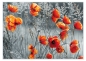 Preview: Tischset Platzset abwaschbar Red Poppies von ARTIPICS Kunststoff 42x30 cm