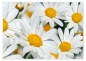 Preview: Tischset Platzset abwaschbar White Daisies von ARTIPICS Kunststoff 42 x 30 cm