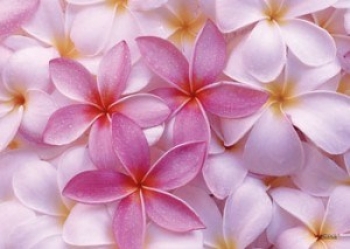 "FRANGIPANI" Wechselmotiv für Lichtobjekt MOODY