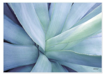 Papiertischset Agave