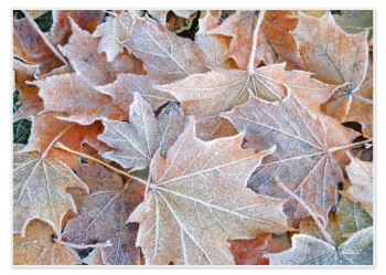 Papiertischset Frostblätter