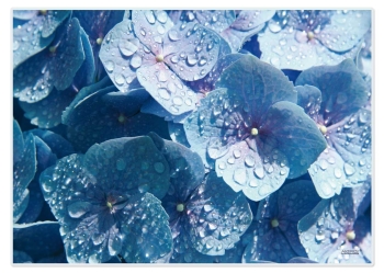 Papiertischset Hortensie Blau