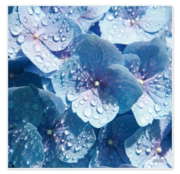 Tischset abwaschbar Hortensie Blau Quadrino von ARTIPICS Platzset Kunststoff 30x30 cm