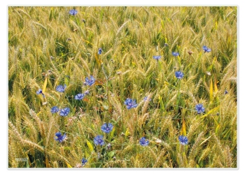 Tischsets "Kornblumen", mit kleinen Fehlern