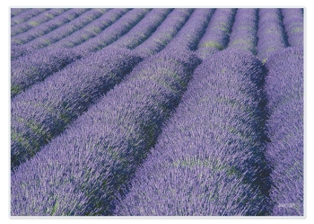 Tischsets "Lavanda" - Sommer pur!, mit kleinen Fehlern