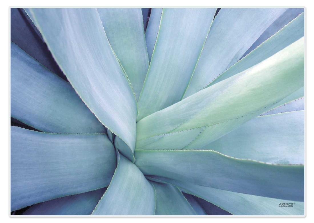 Tischset Platzset abwaschbar Agave von ARTIPICS Kunststoff 42x30 cm