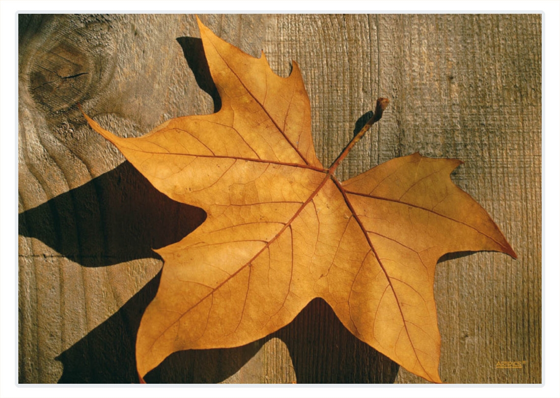 Tischsets "Herbstblatt", mit kleinen Fehlern