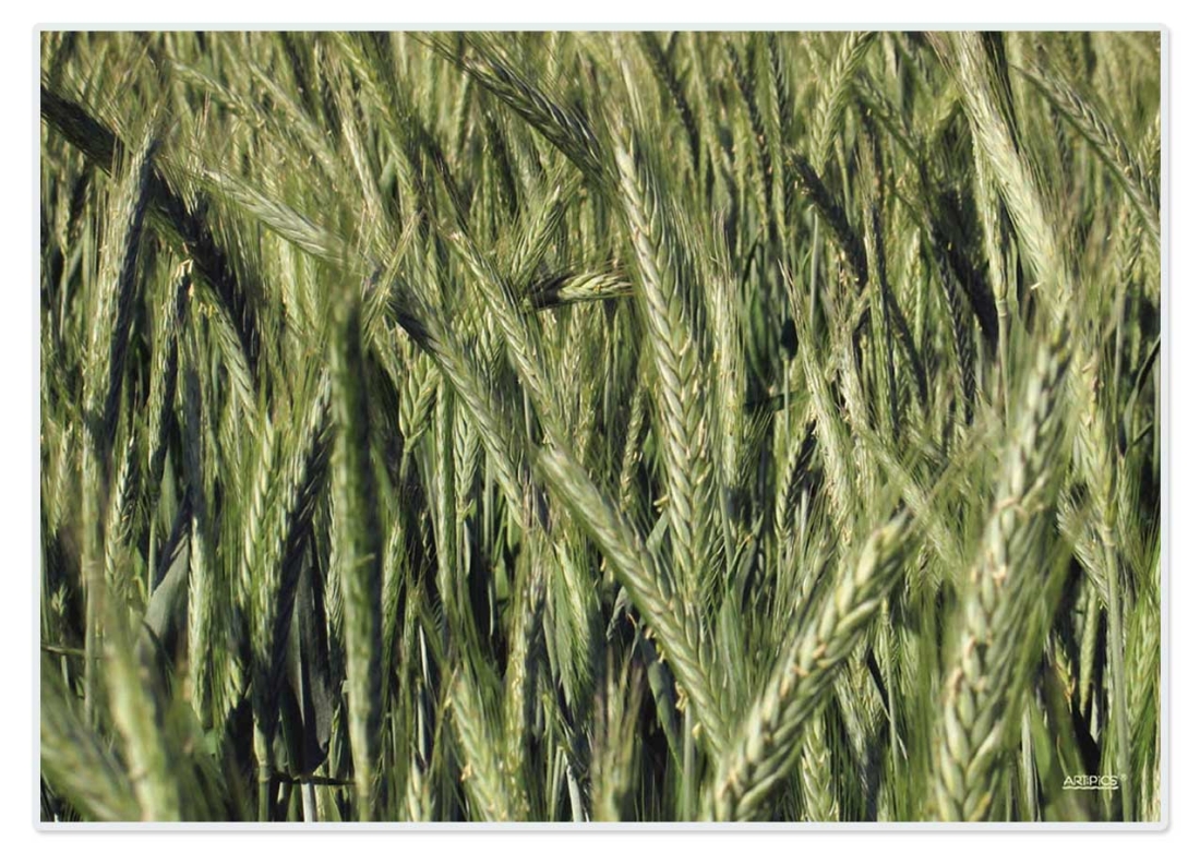 Tischset abwaschbar Kornfeld von ARTIPICS Platzset Kunststoff 42x30 cm