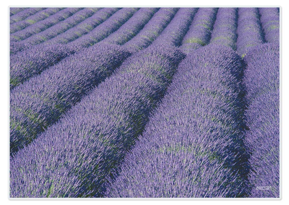 Tischset "Lavanda"