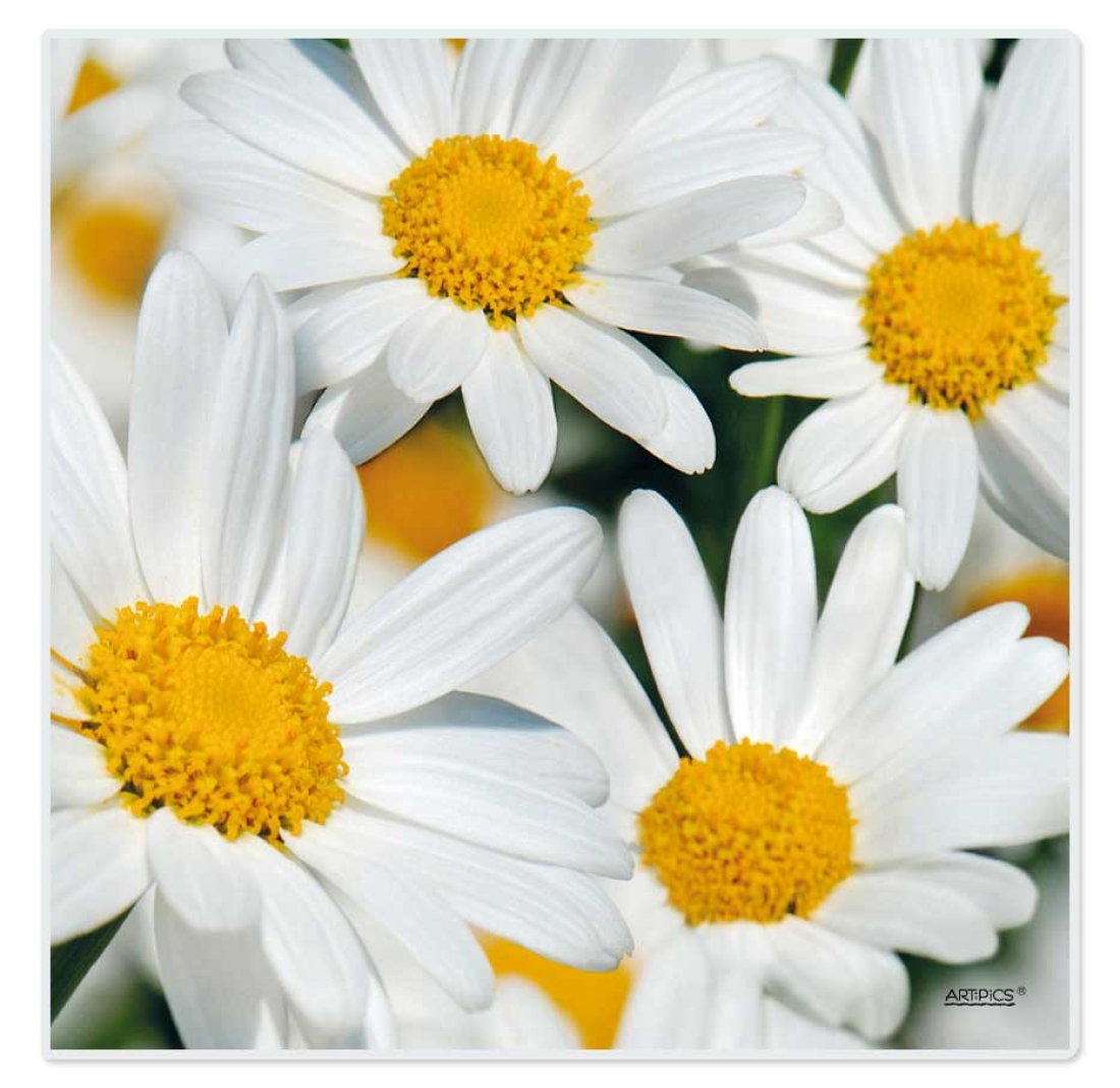 Tischset abwaschbar White Daisies Quadrino von ARTIPICS Platzset Kunststoff 30x30 cm